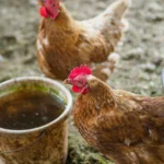 Two brown hens standing near a rustic water bucket on a farm, showcasing rural life.