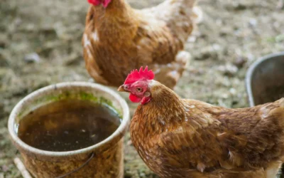Heated Chicken Waterer for Winter in 2026: 5 Freeze-Proof Picks
