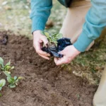 A gardener plants seedlings in a garden, showcasing the essence of cultivation and growth.