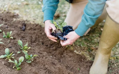 Best Raised Bed Soil Mix for Fall Gardens: 9 Picks for 2026