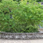 A vibrant green tree growing from a circular stone planter in an urban outdoor setting.