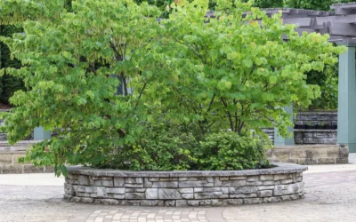 How to Choose Tall Raised Garden Bed for Cold Weather Growing: A Practical Buying Guide